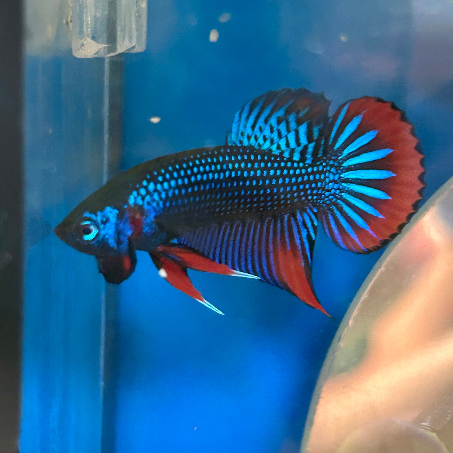 Wild Imbellis Blue - Male Betta 089