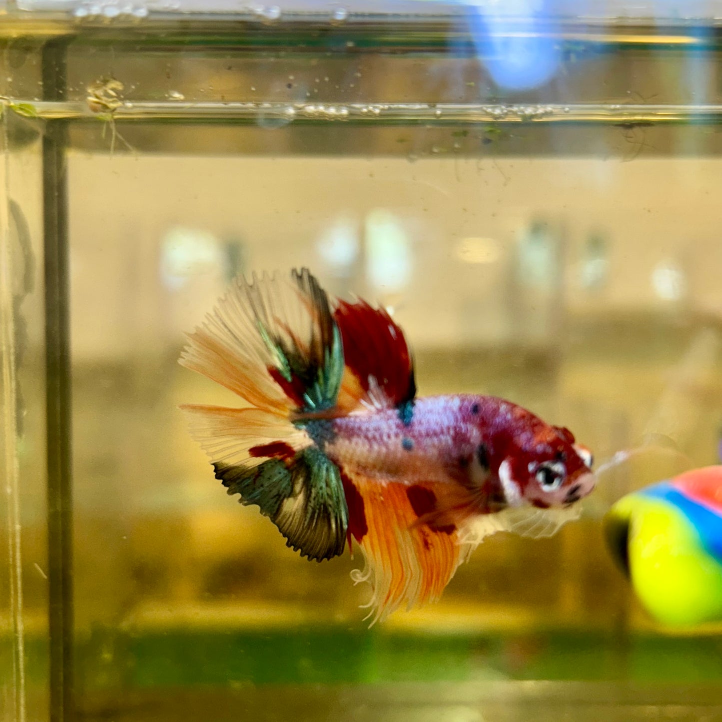 Koi Nemo Crowntail - Male Betta 125