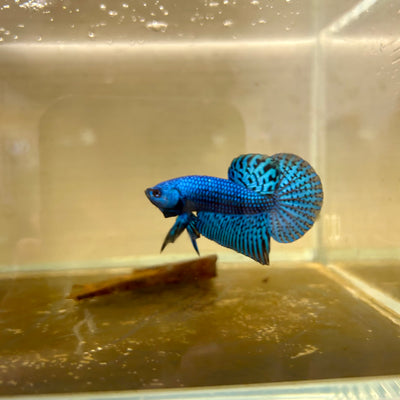 Hybrid Wild Alien Blue - Male Betta 007