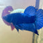 Blacklight Avarta Plakat - Male Betta 146