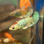 Dumbo koi Neon Plakat - Female Betta 062