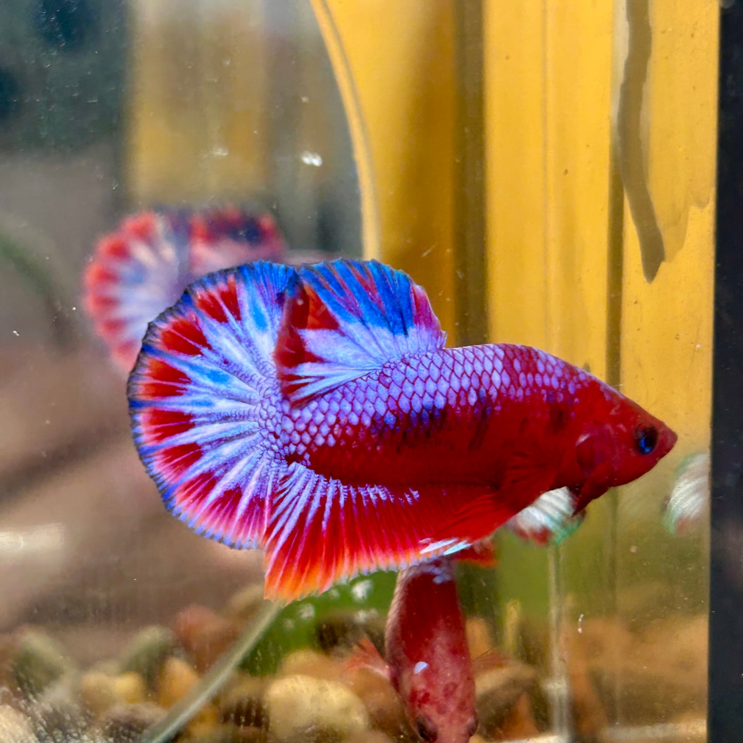 Red Fancy Hellboy Plakat - Male Betta 007