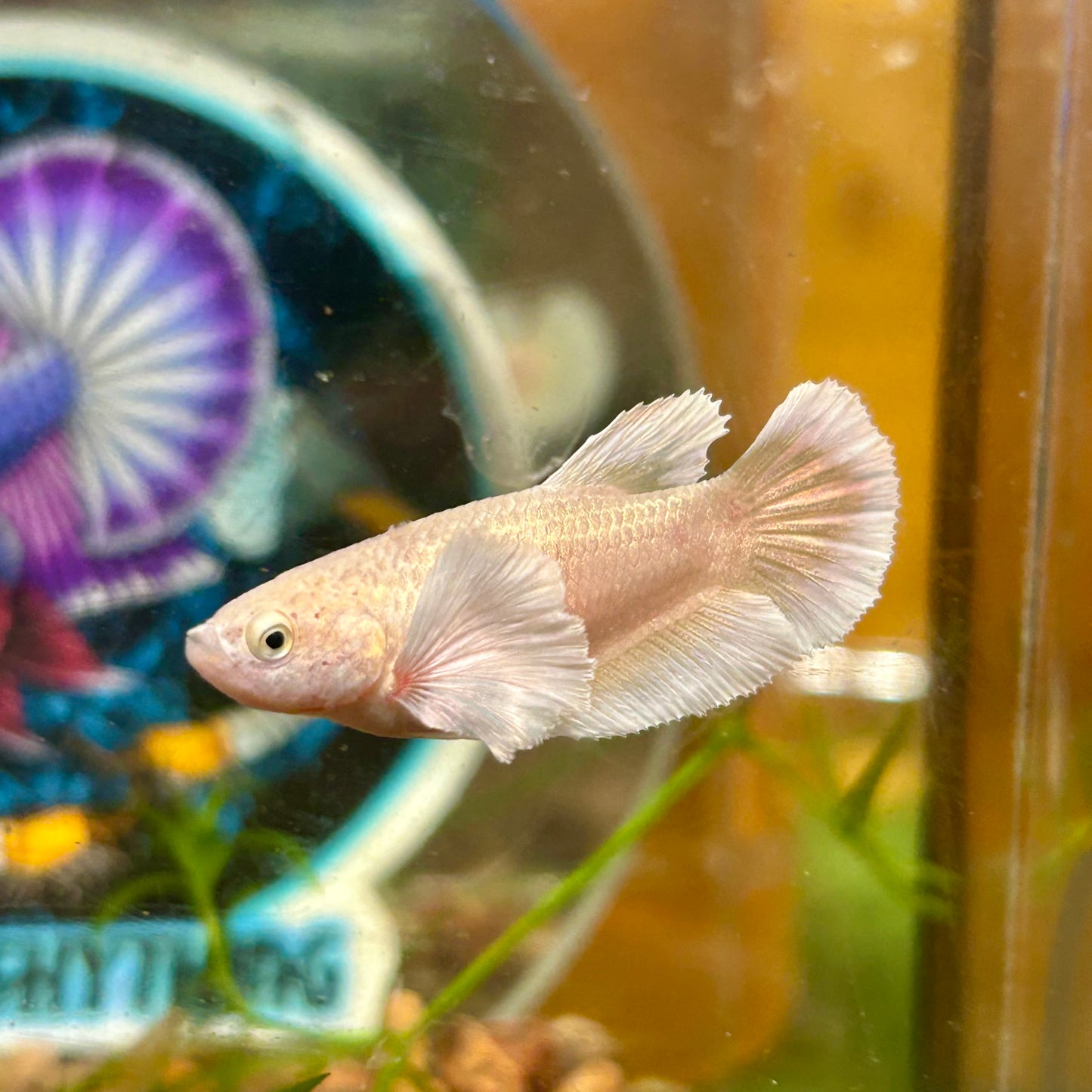 Dumbo Gold Plakat - Female Betta 047