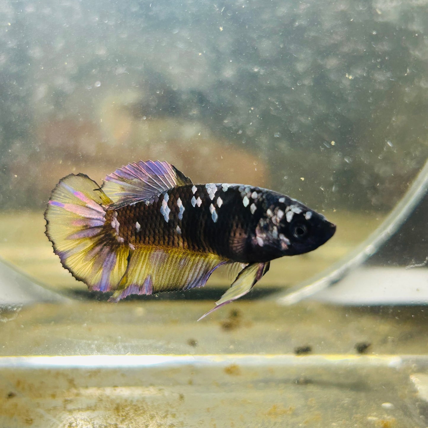 Avarta Yellow Copper Plakat - Female betta 184
