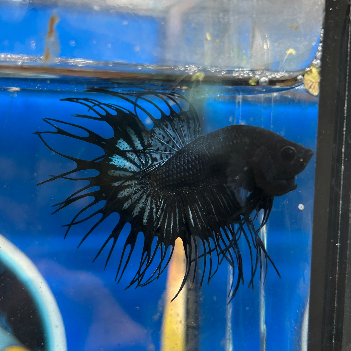 Black Orchid King Crowntail - Male Betta 028