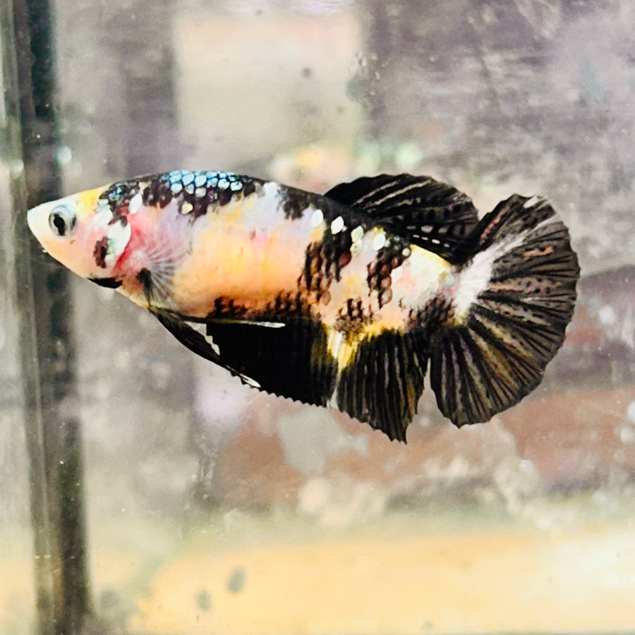 Yellow Bumble Bee Koi Female Betta #158