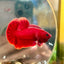 Super Red Plakat - Male Betta 044