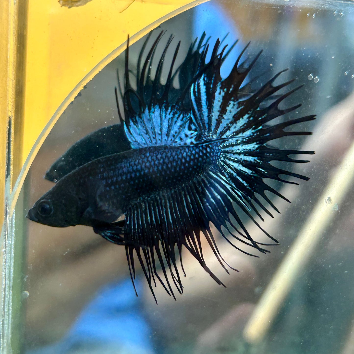 Black Orchid Crowntail - Male Betta 073