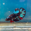 Avarta Nebula Plakat - Male Betta 148