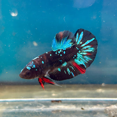 Avarta Nebula Plakat - Male Betta 148