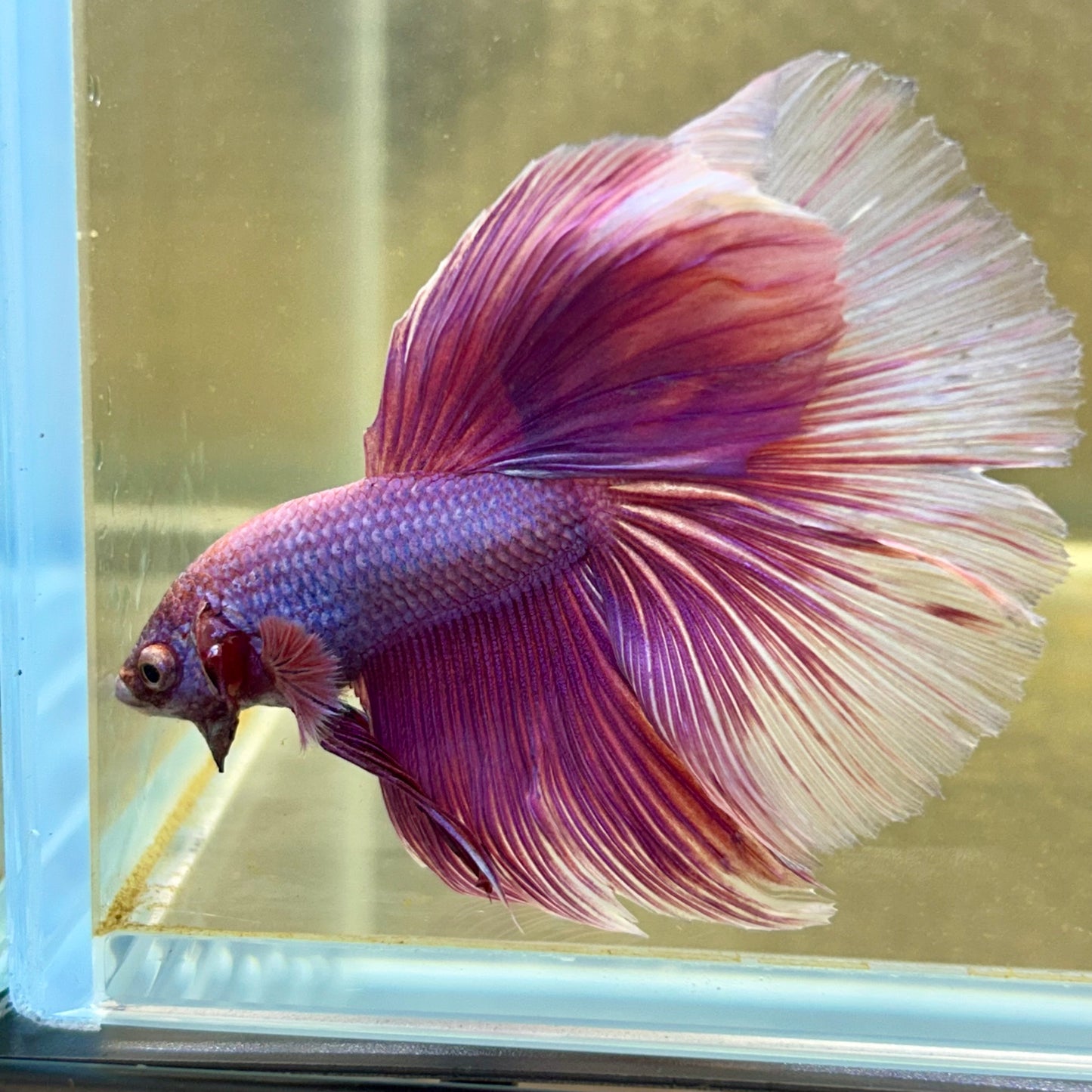 Purple Pink Halfmoon - Male Betta 097