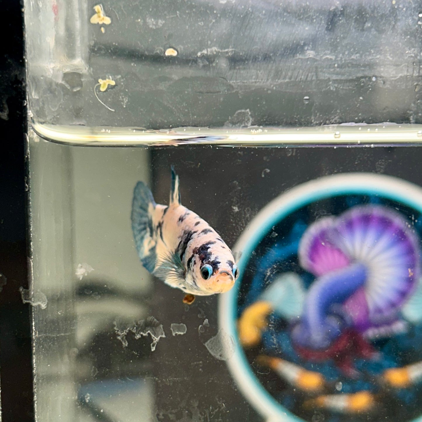 Blue Marble Plakat - Female Betta 030