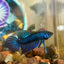 Blue Mahachai Wild - Male Betta 020