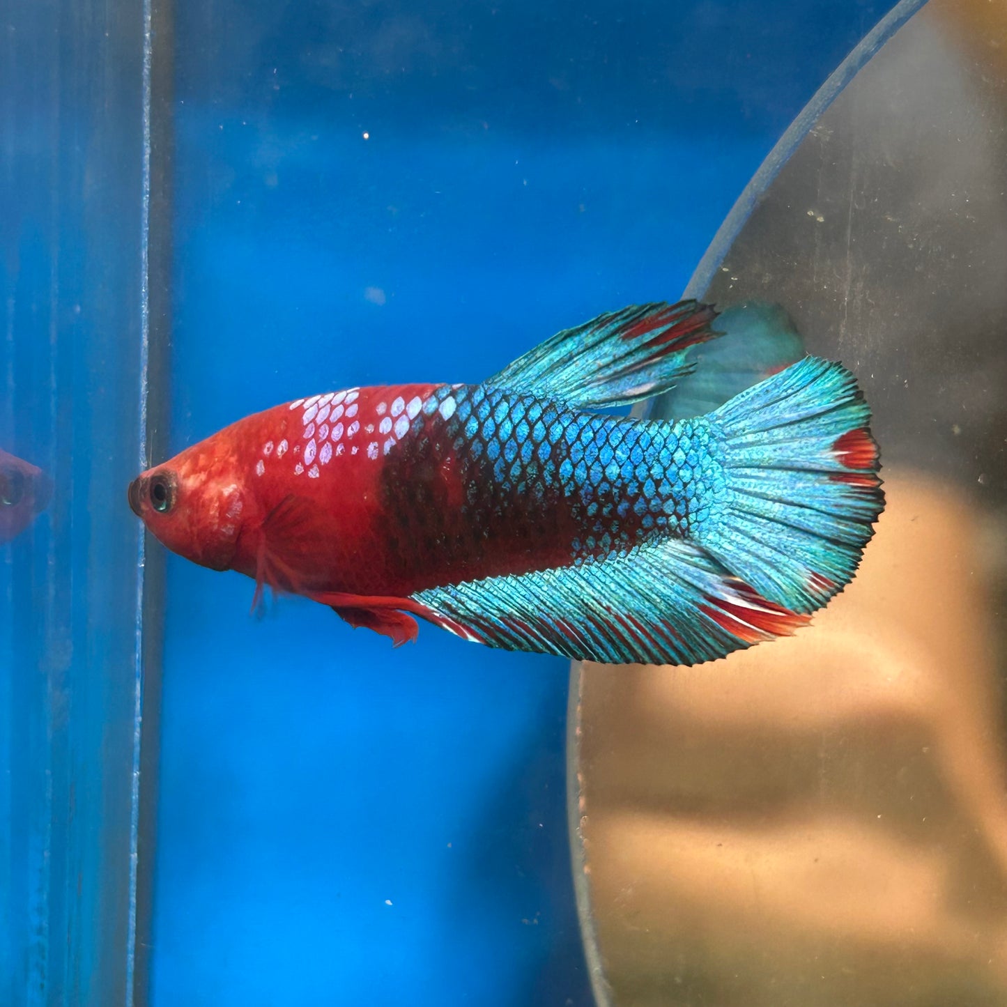 Red Fancy Plakat - Male Betta 104