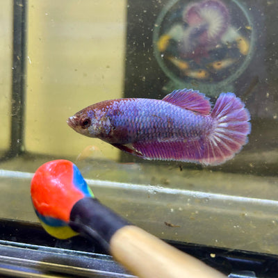 Purple Pink Plakat - Female betta 033