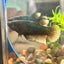 Yellow Baran Fighter- Female betta 003