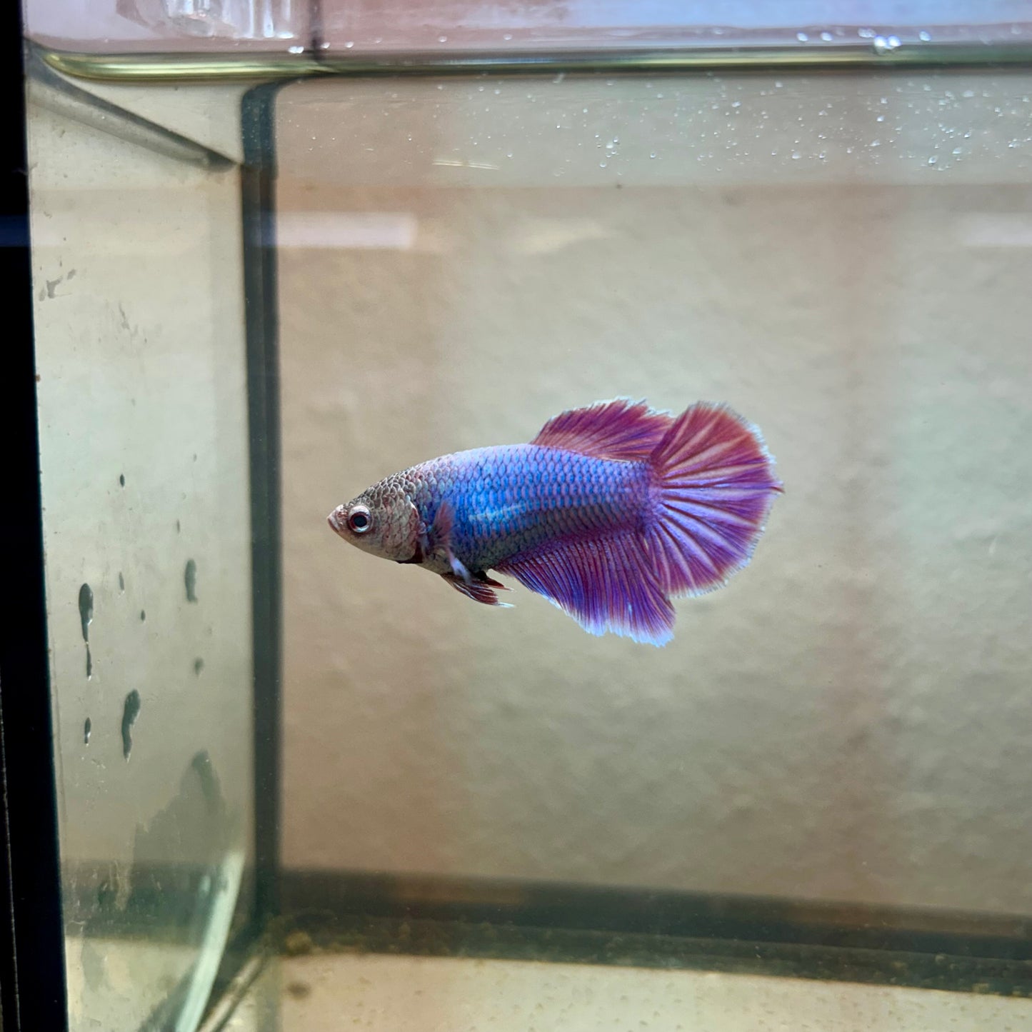 Purple Pink Halfmoon - Female Betta 189