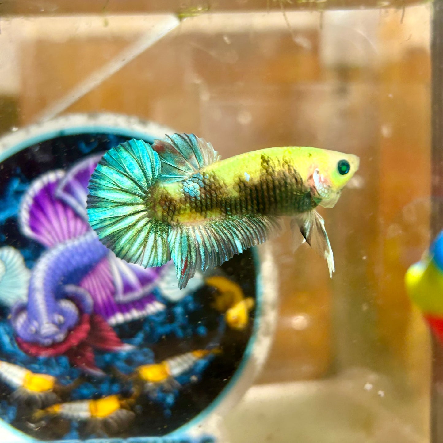 AOC Koi Neon Plakat - Male Betta 032