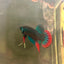 Wild Imbellis Green - Male Betta 171