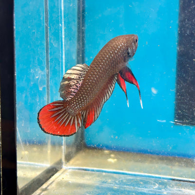Wild Imbellis Copper - Male Betta 007