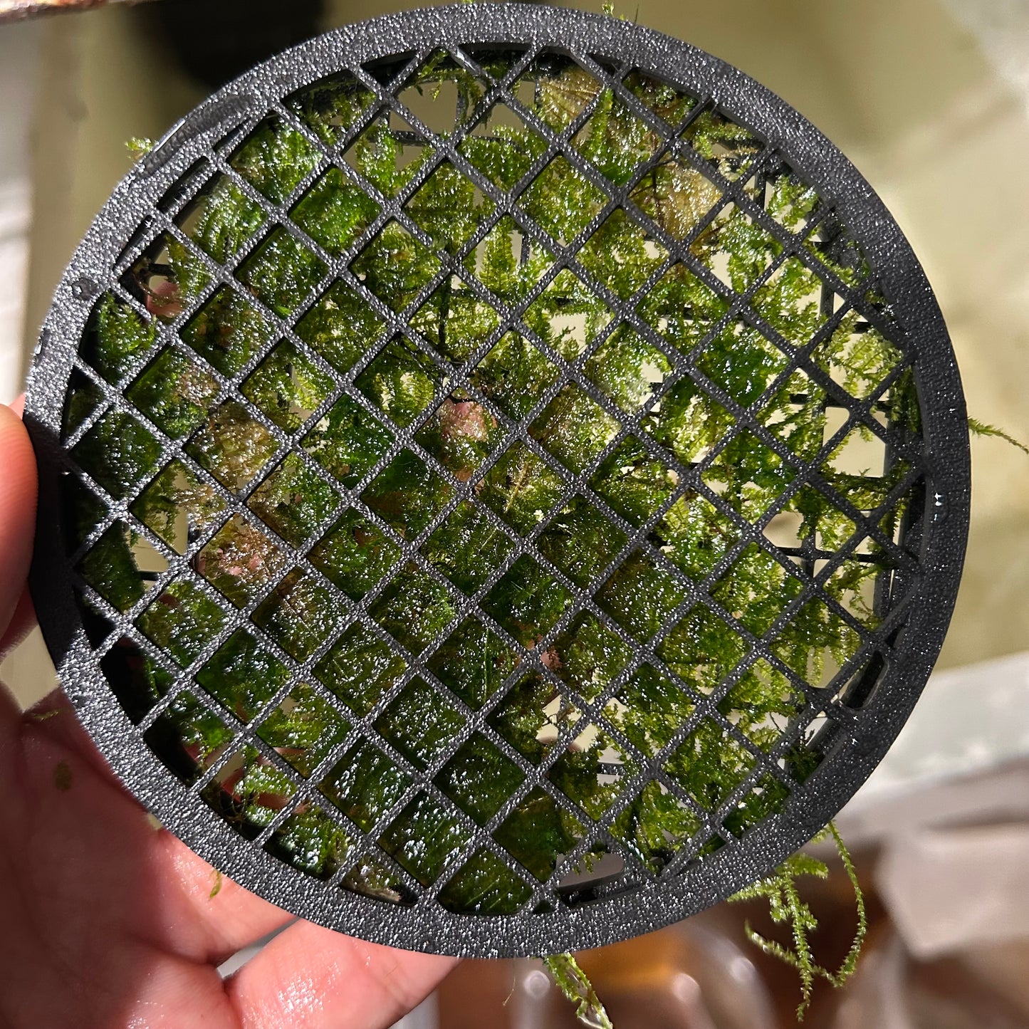 Aquarium Moss Cage - 3D printed