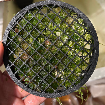 Aquarium Moss Cage - 3D printed