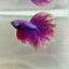 Purple Pink Halfmoon - Male Betta 182