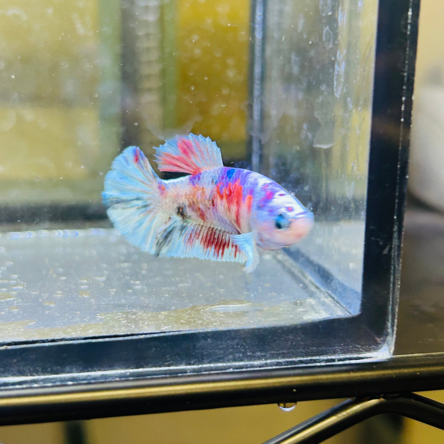 Red Barongsai Plakat - Female betta 066