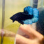 Black Light Steel Blue Plakat - Male betta 038