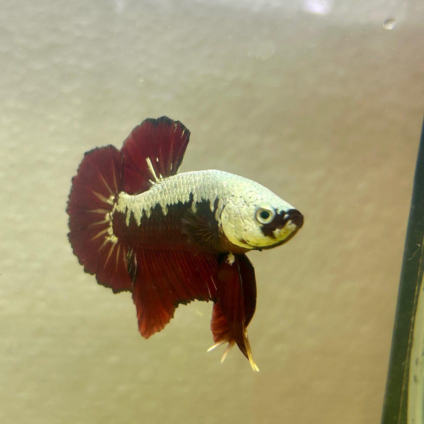 Blood Samurai Plakat - Male betta 009