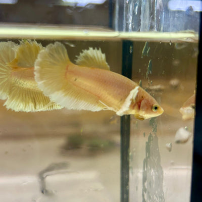 Dumbo Gold Vanda Plakat - Female Betta 145