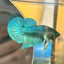 Green turquoise Neon Plakat - Male Betta 170