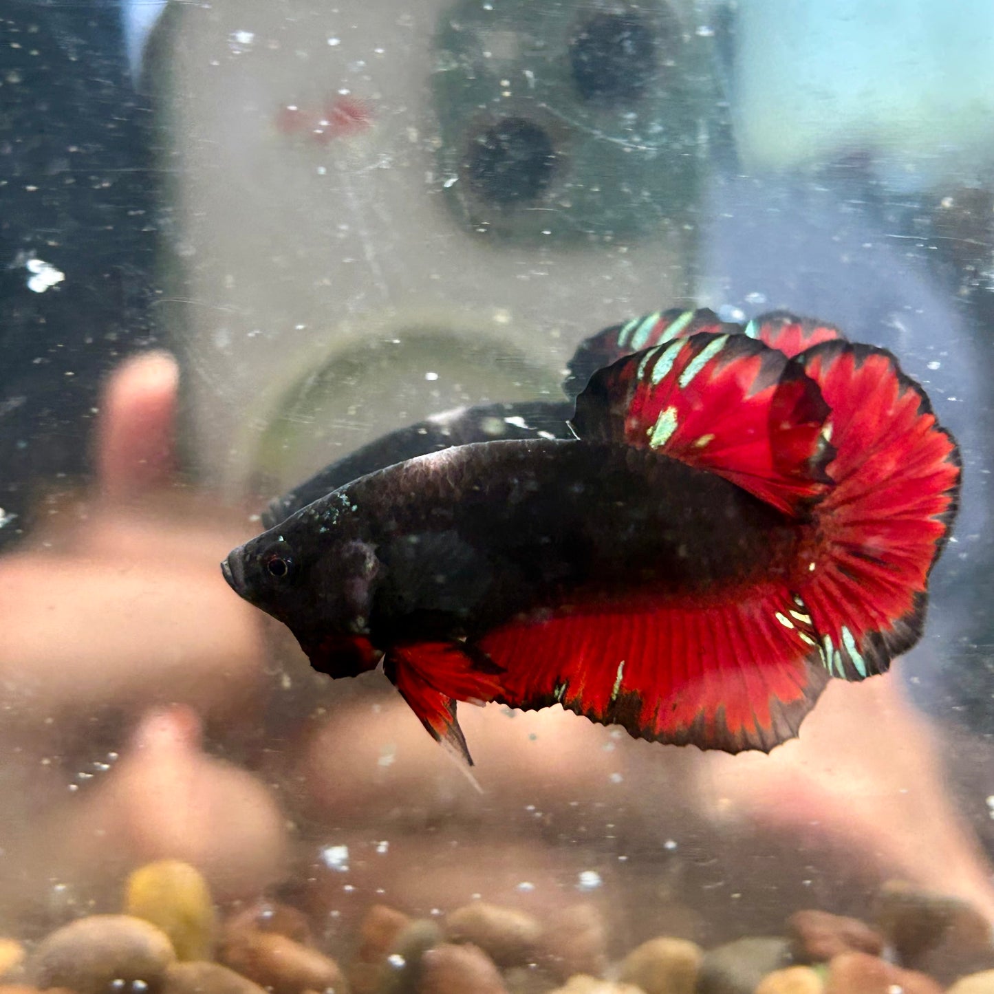 Avarta Vampire Plakat - Male Betta 083