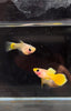 Bụng kính ngắn bằng vàng 24k - Guppy
