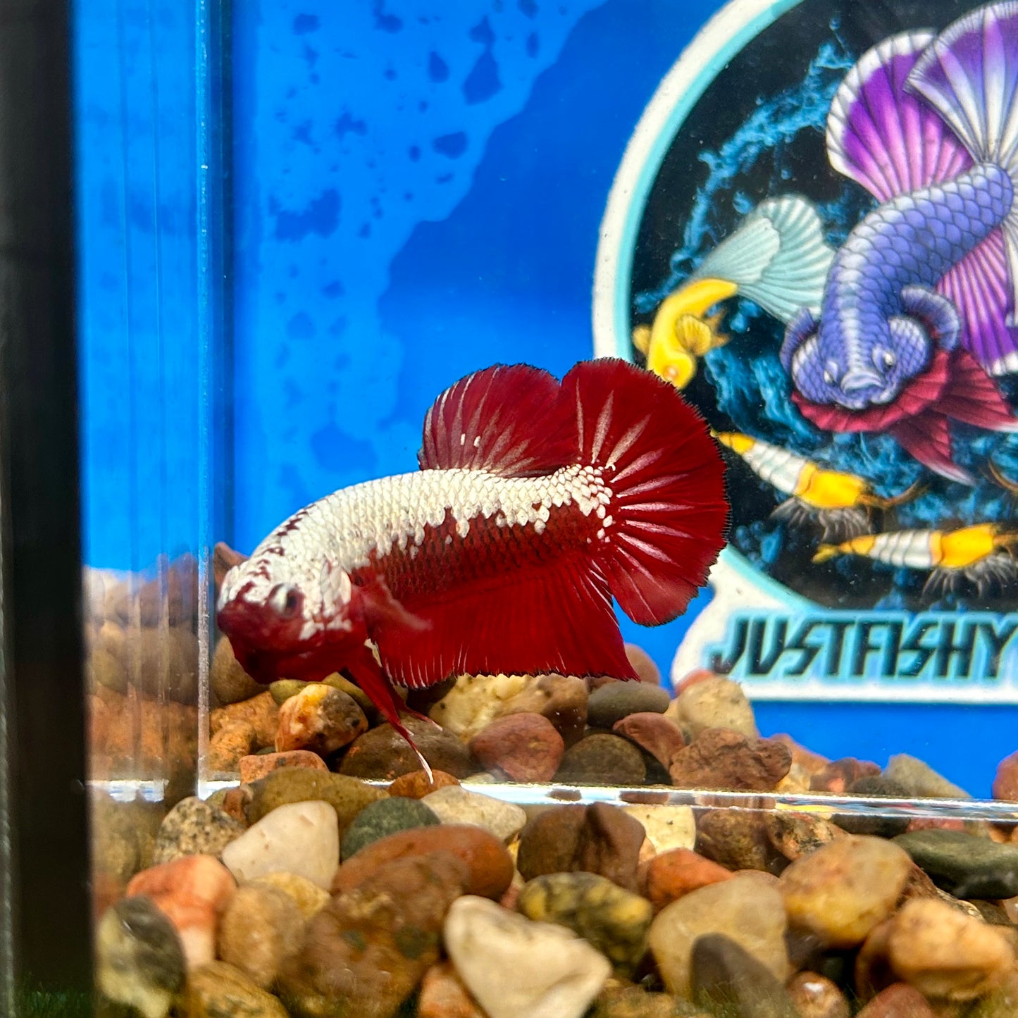 Red Samurai Plakat - Male Betta 096