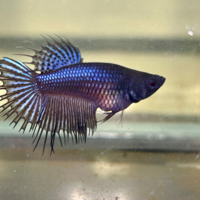 Black Orchid King Crowntail - Female betta 130