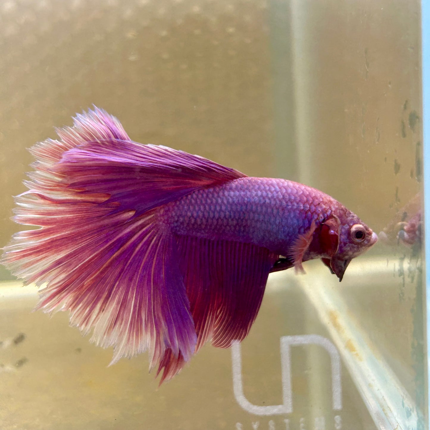 Purple Pink Halfmoon - Male Betta 100