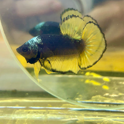 Black Mustard Plakat - Male Betta BM03