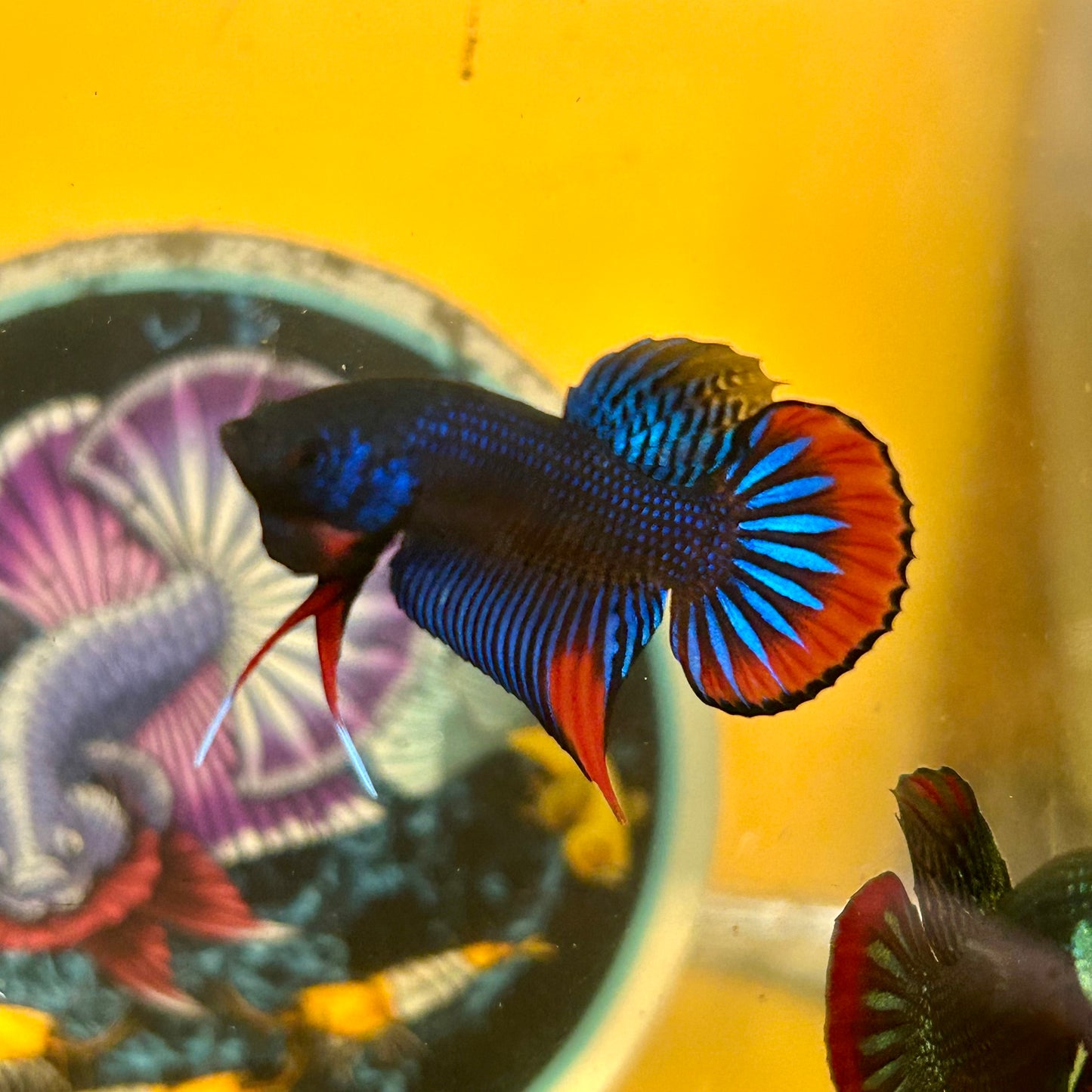 Wild Imbellis Blue - Male Betta 196