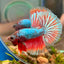 Red Fancy Halfmoon - Male Betta 123