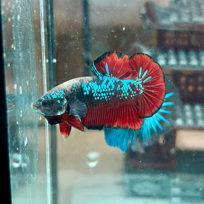 Avarta Vampire Plakat - Male Betta 116