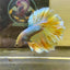 Pineapple Halfmmon Feather Tail- Male Betta 100