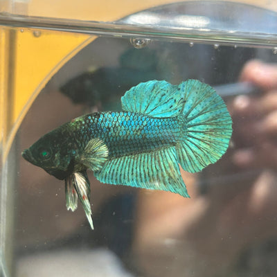 Green turquoise Neon Plakat - Male Betta 170