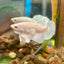 Dumbo White Platinum Plakat - Male Betta 034