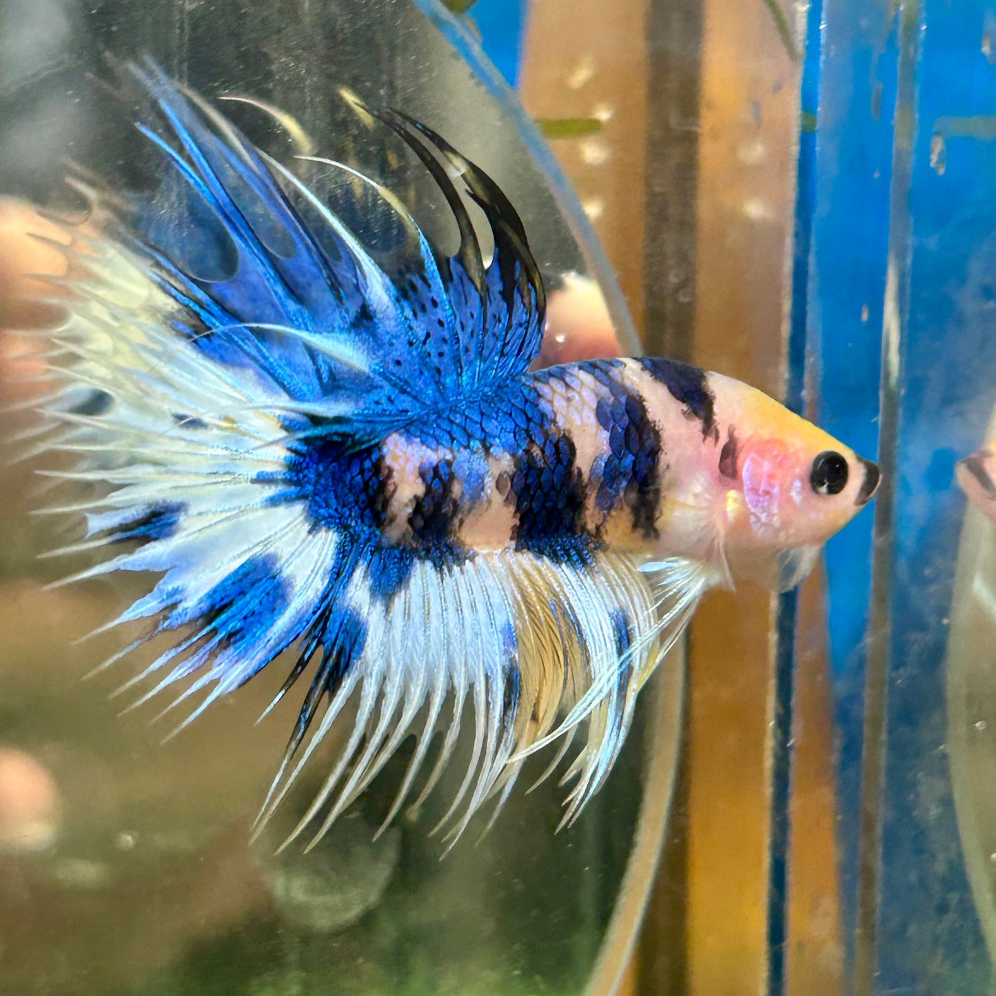 Yellow Koi Crowntail - Male Betta 029