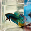 Wild Mahachai Green Male Betta Fish #079