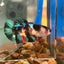 Multicolor Koi Plakat - Female Betta 150