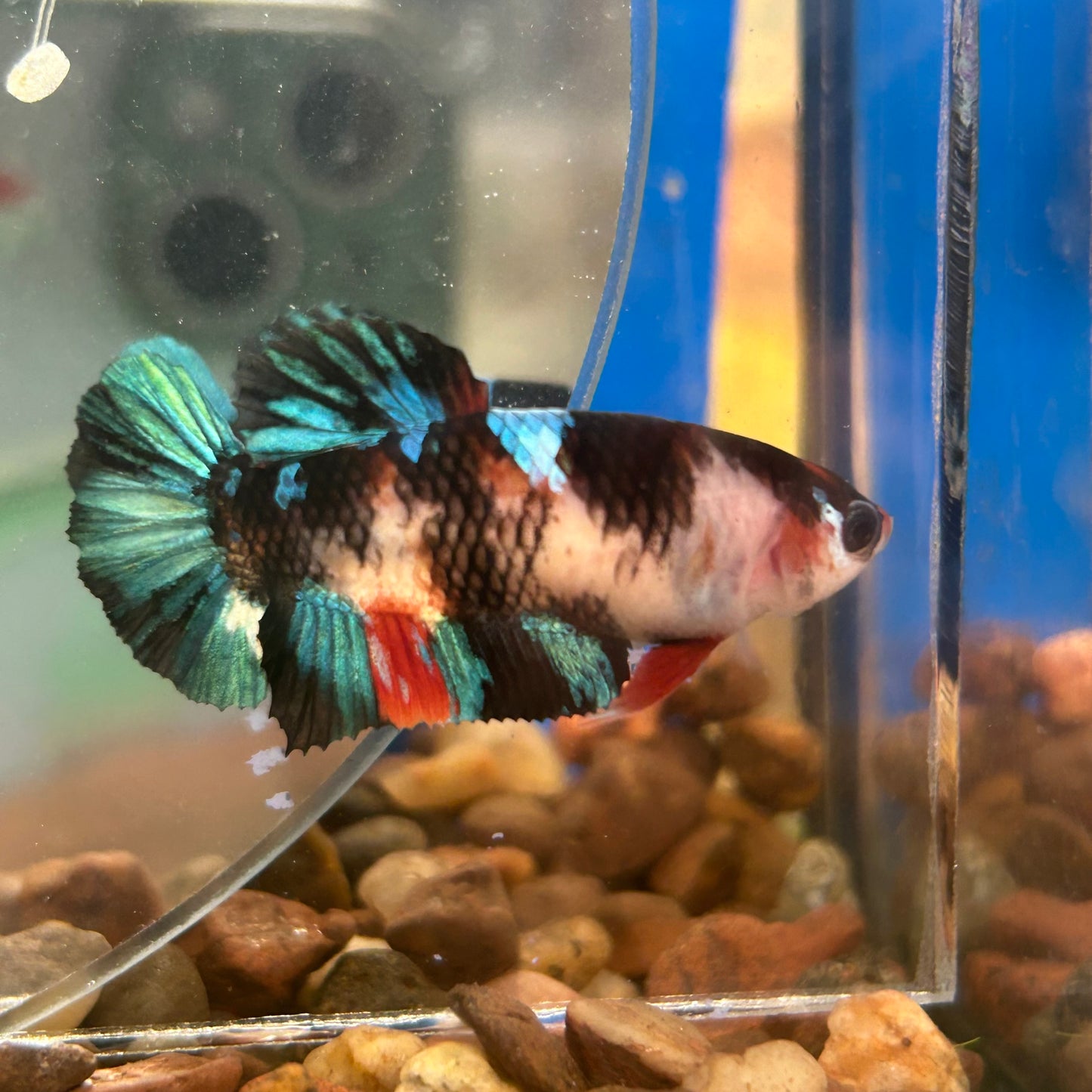 Multicolor Koi Plakat - Female Betta 150