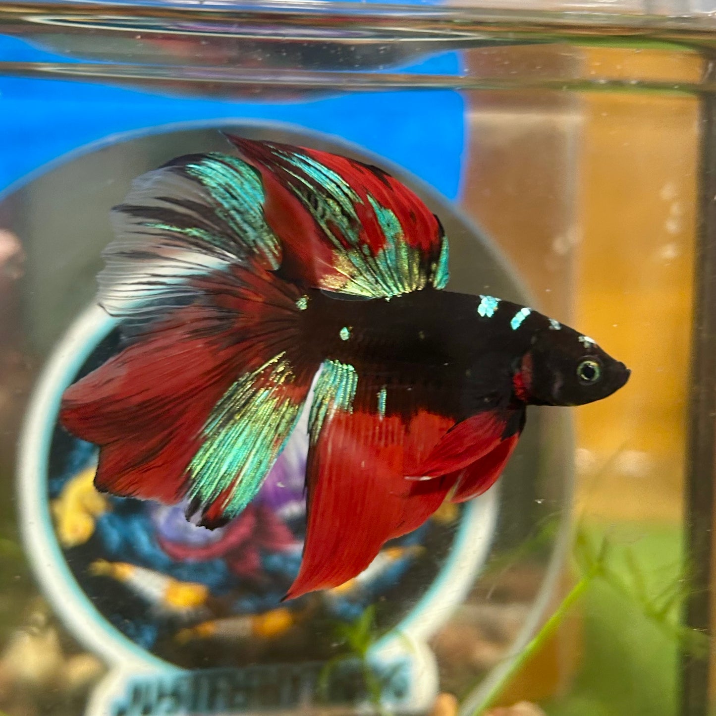 Avarta Vampire Halfmoon - Male Betta 136