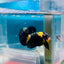 Plakat Bumble Bee Yellow Male Betta #Ma12